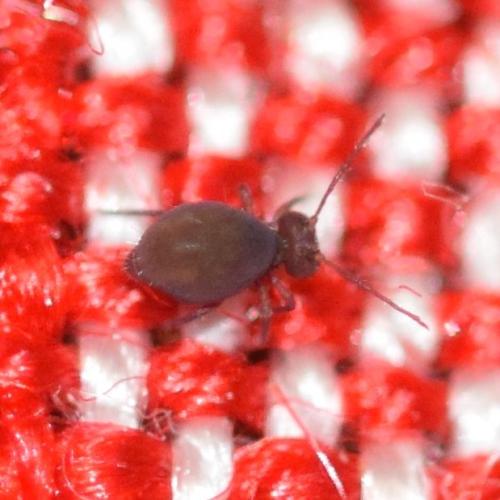 Dicyrtoma fusca